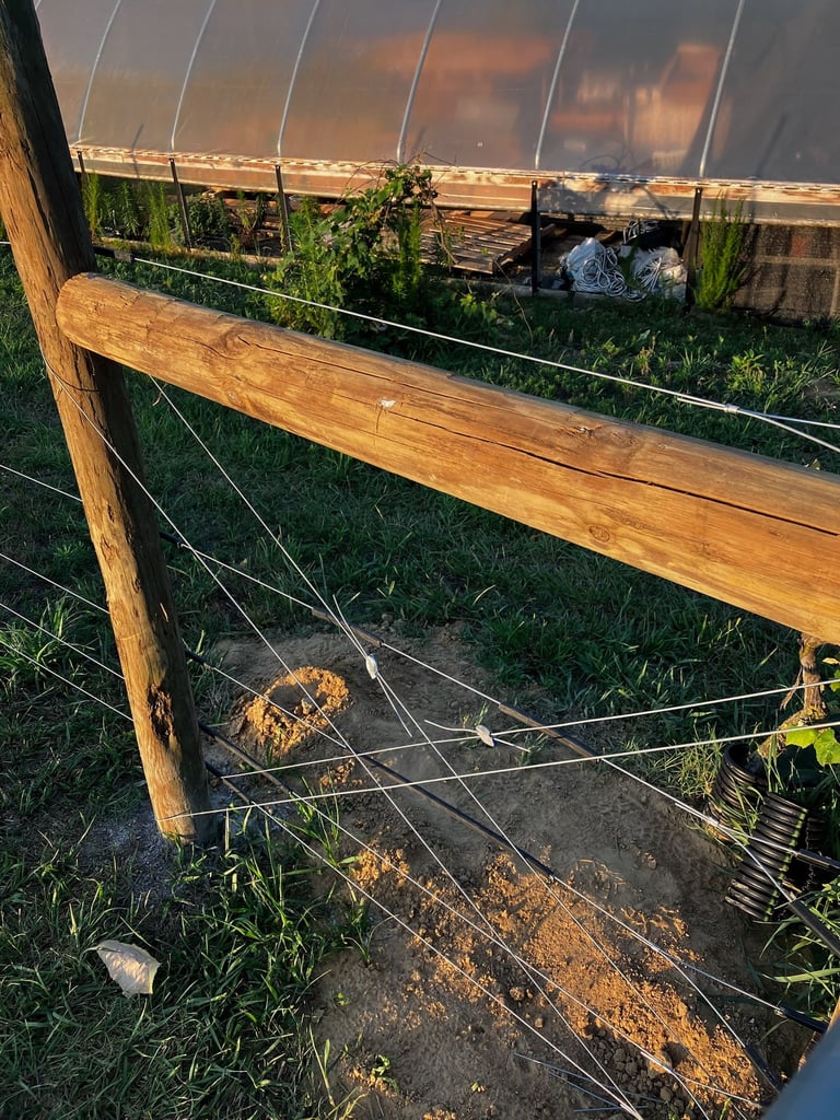 Wooden gate with wire fencing leading into garden greenhouse with green plants