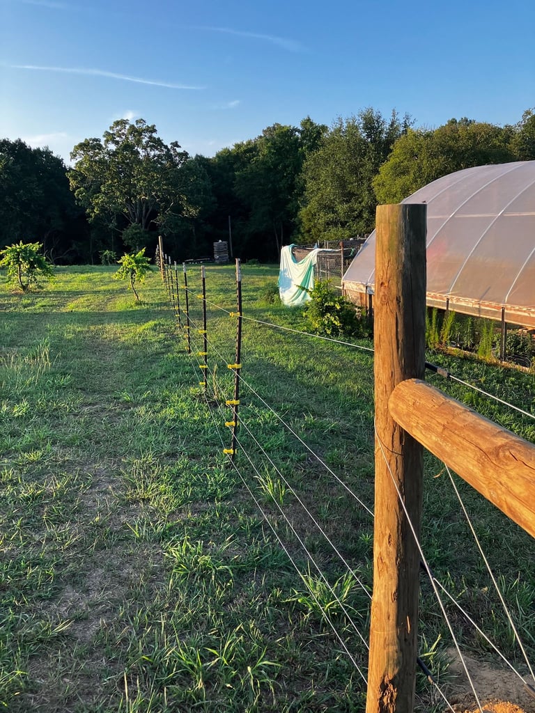 Rural farm garden with wooden fencing, young plants in rows, poly tunnels