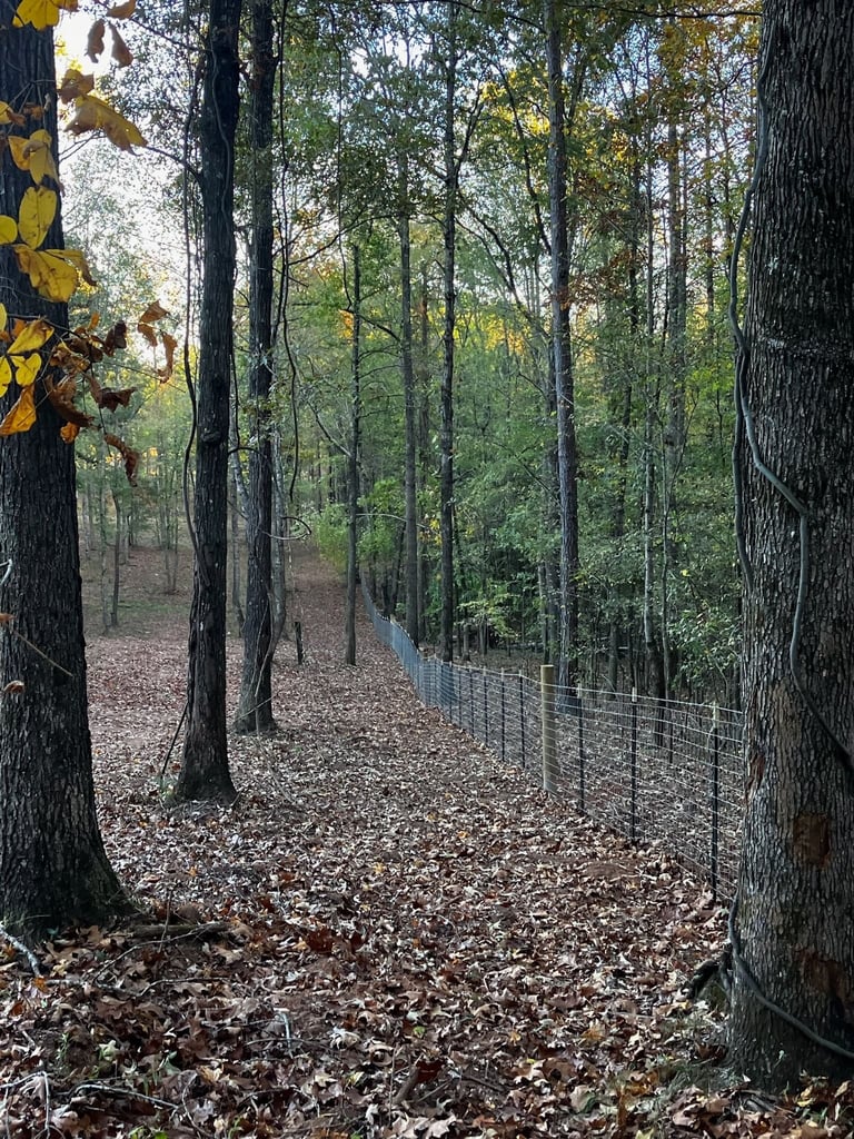 Forest path lined with tall trees and fallen leaves with metal fence along right side